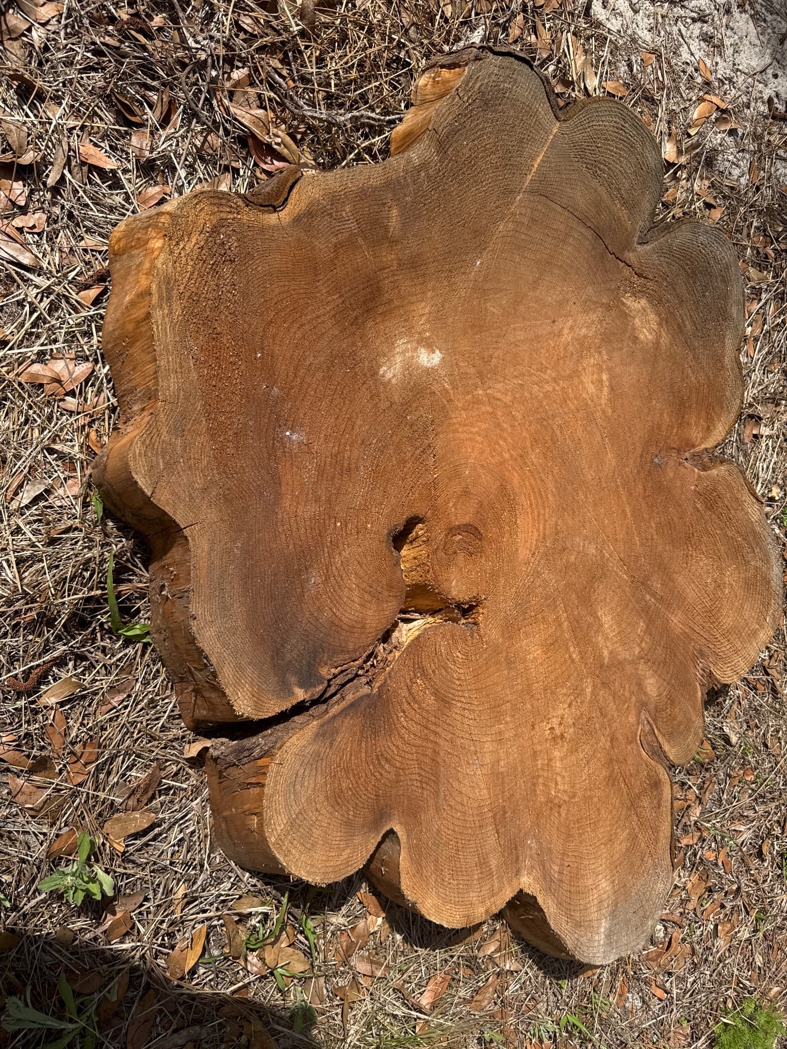 Western Red Cedar Slab