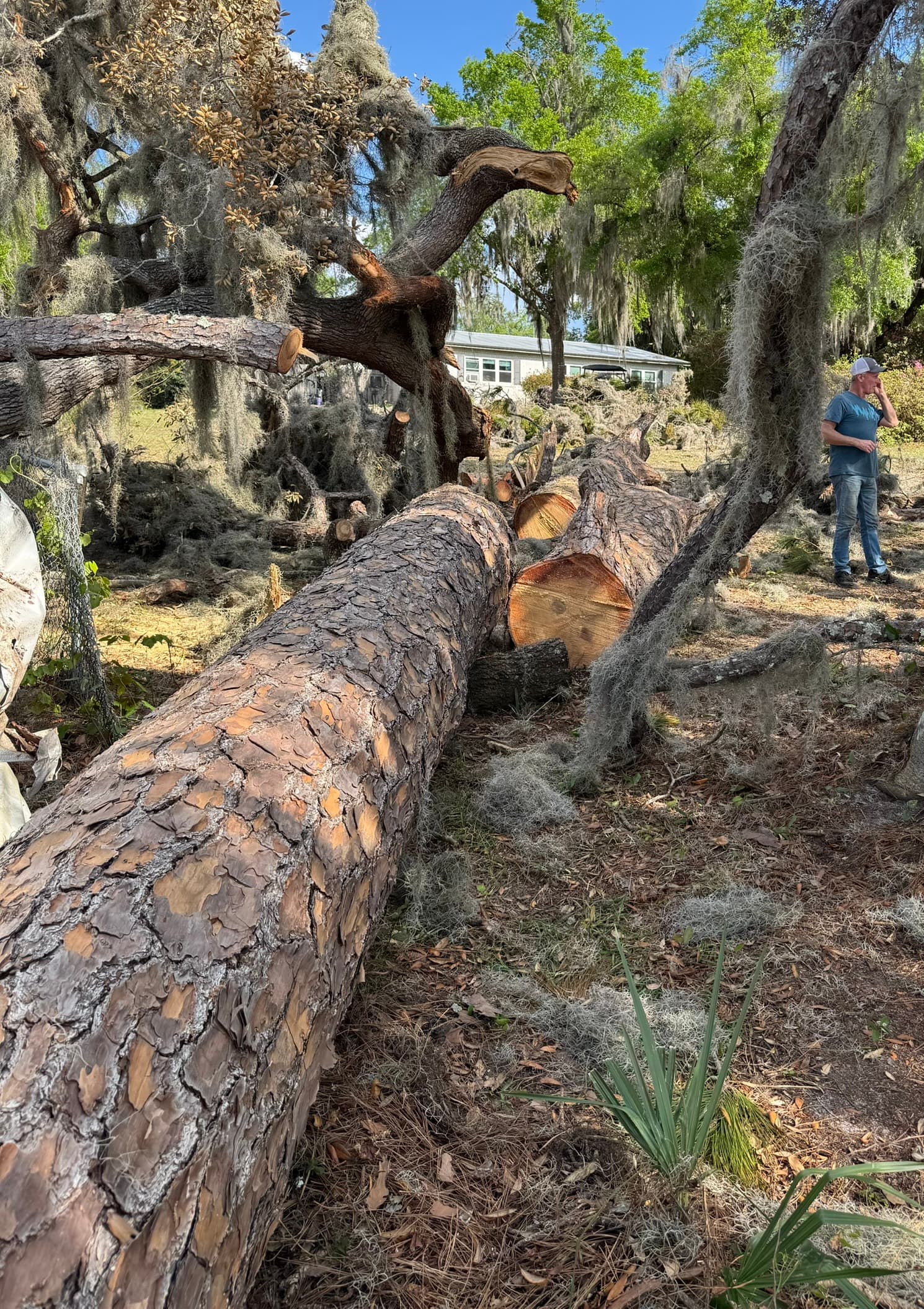 Longleaf Pine Log