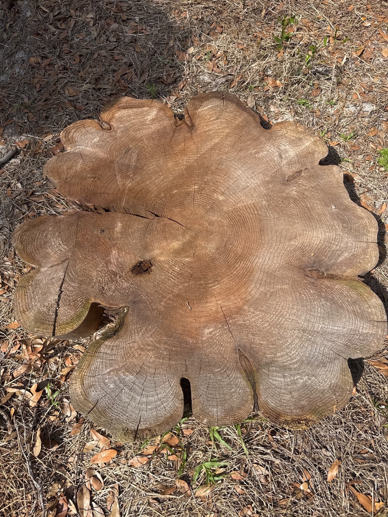 Western Red Cedar Slab