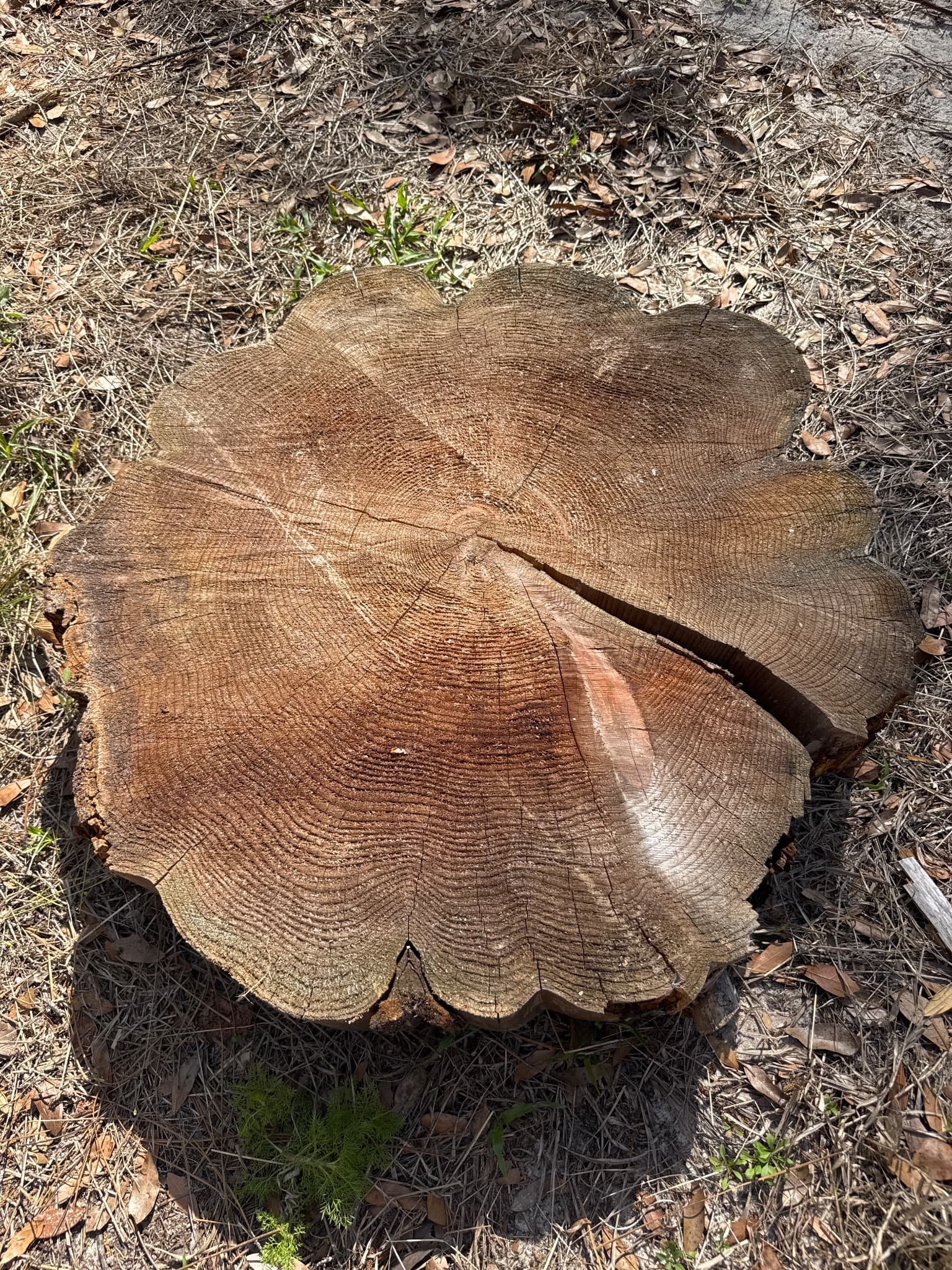 Western Red Cedar Slab