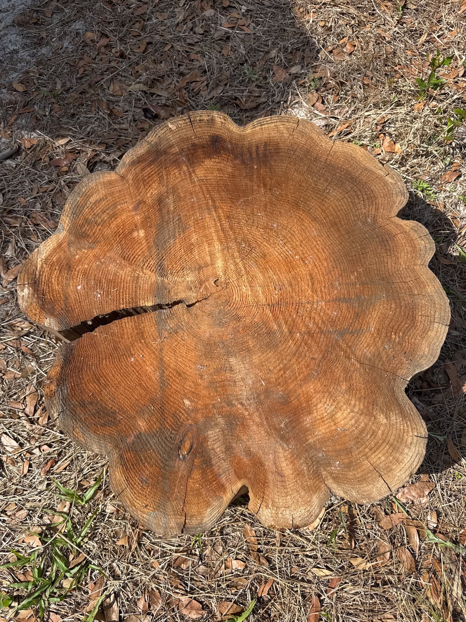 Western Red Cedar Slab