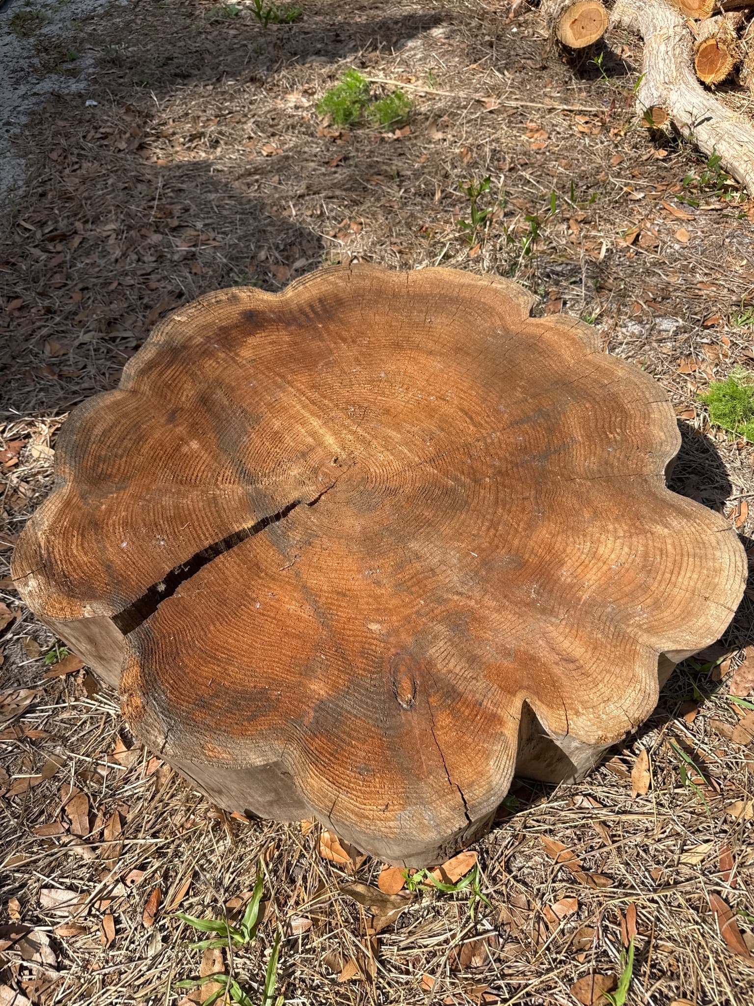 Western Red Cedar Slab