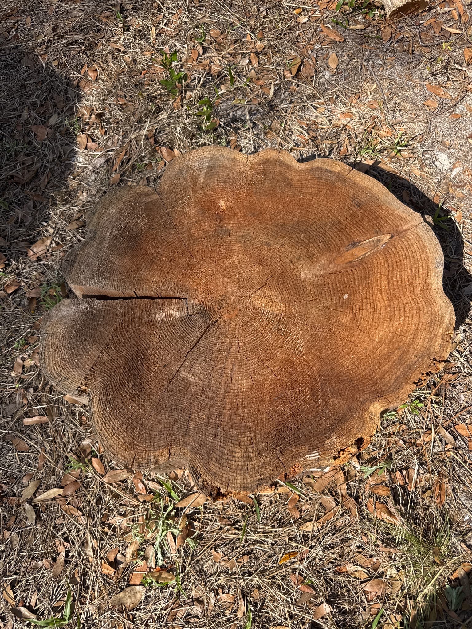 Western Red Cedar Slab