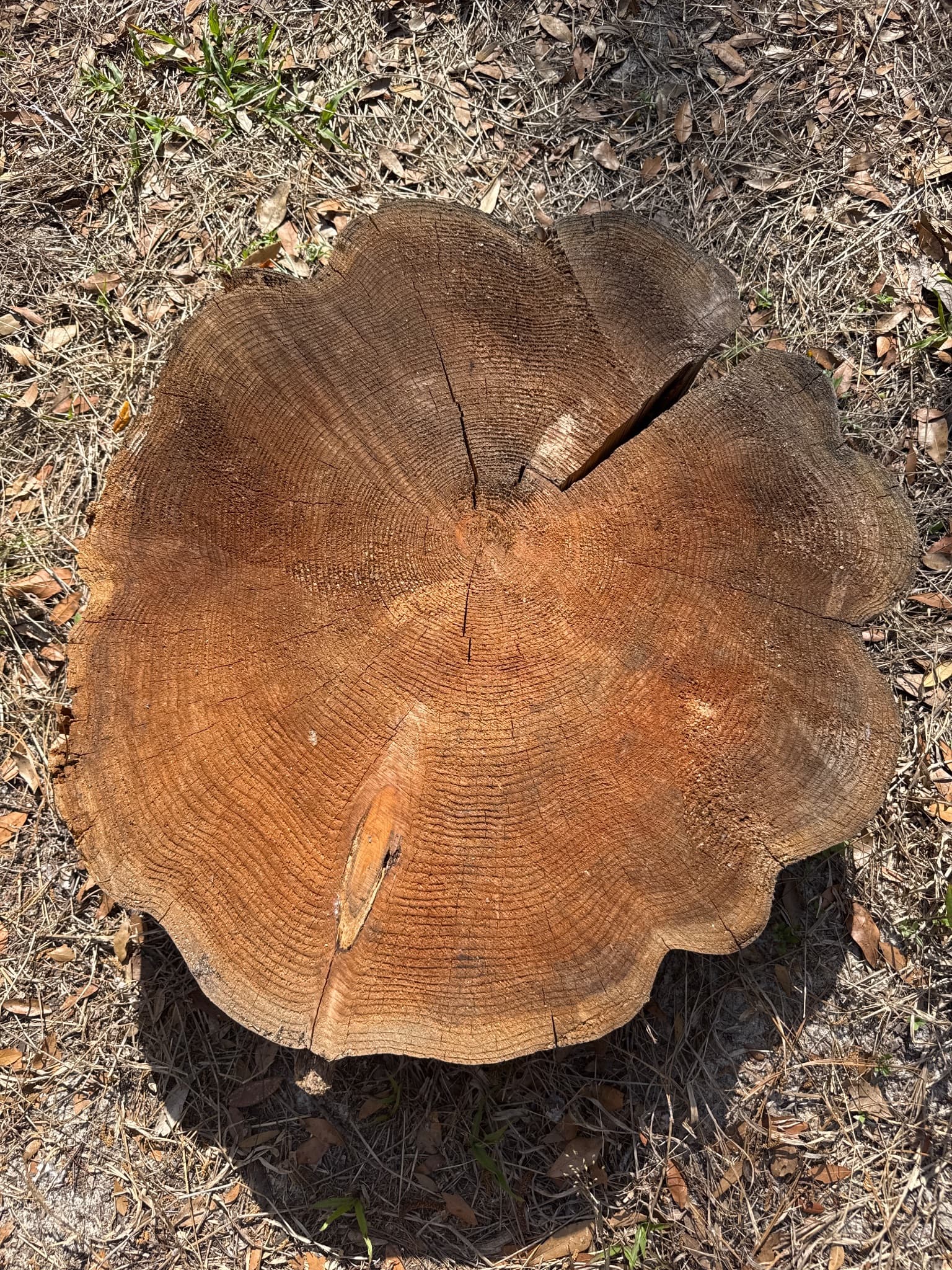 Western Red Cedar Slab