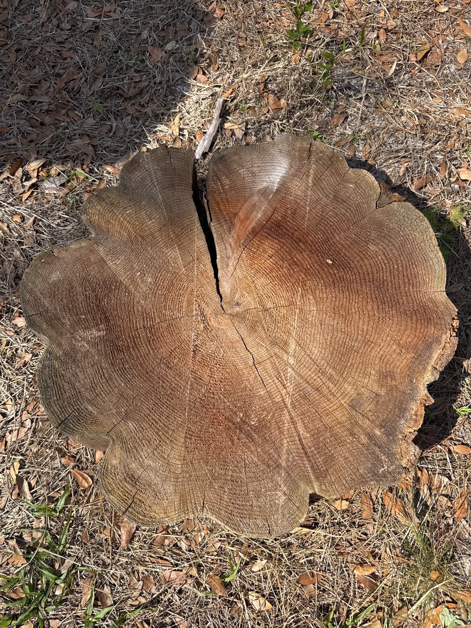 Western Red Cedar Slab