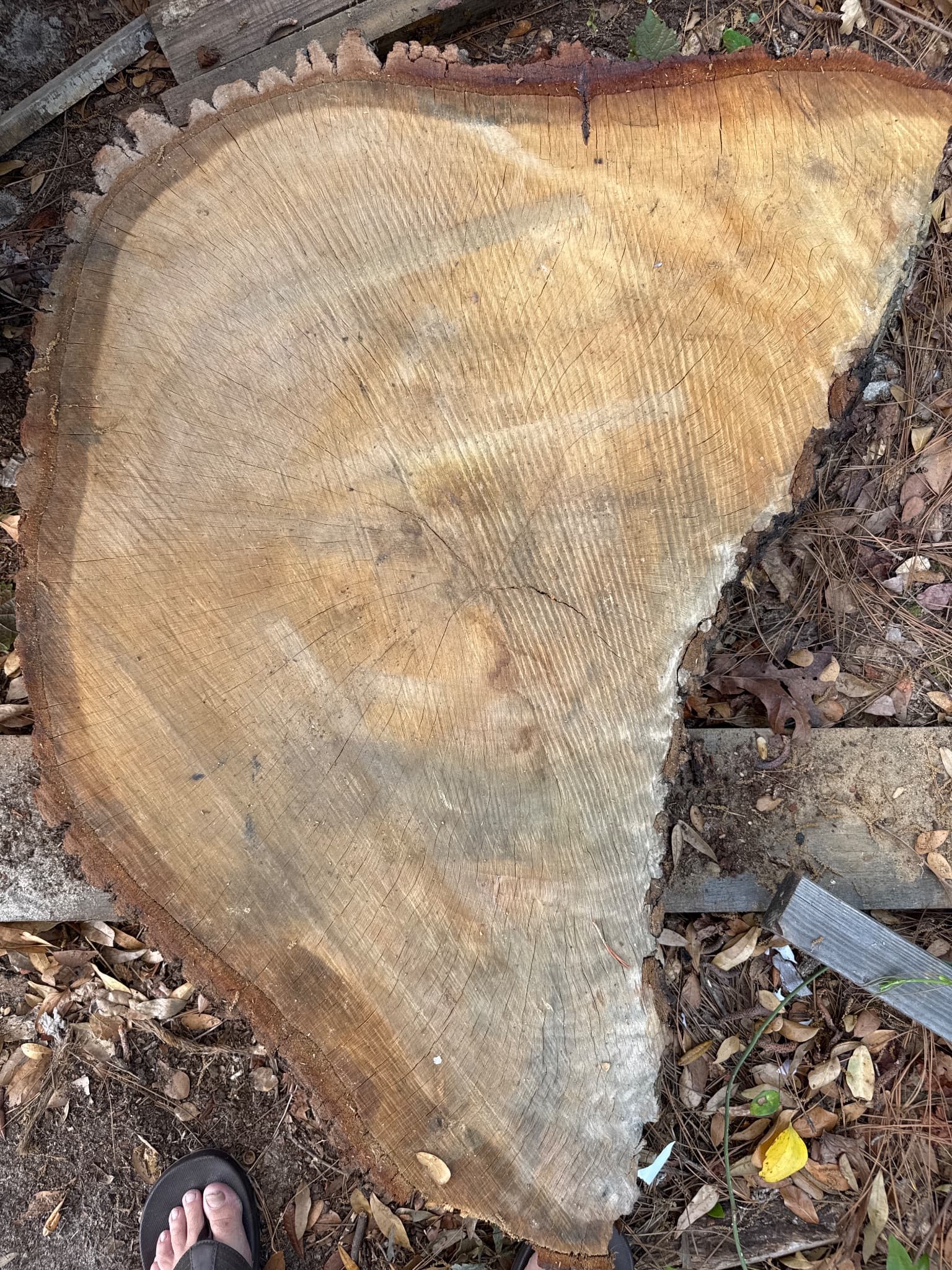 Southern Live Oak Slab